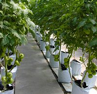 Tomatoes growing hydroponically
