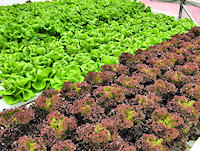 Pick your own live, growing Lettuce