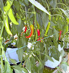 Hot peppers growing in the greenhouse