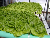 A bed of bib lettuce in the greenhouse