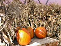 Pumpkins and corn stalks